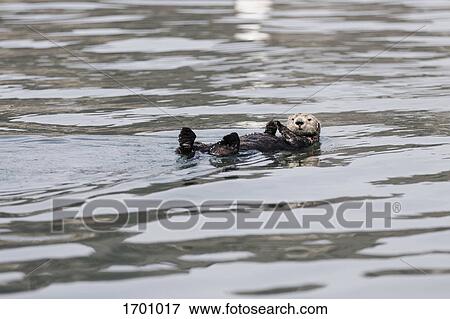 Otter floating on river View Large Photo Image Stock Photo - Otter floating on river. Fotosearch