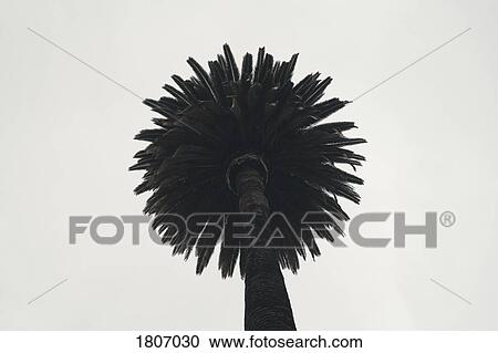 Palm tree against sky, Los Angeles, California, USA View Large Photo Image Stock Image - Palm tree against sky, Los Angeles, California, USA. Fotosearch