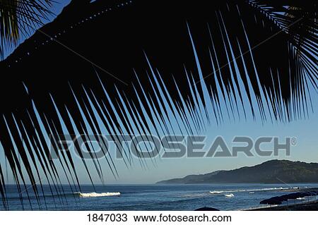 Palm tree framing idyllic, scenic blue ocean view, Sayulita, Nayarit, Mexico View Large Photo Image Stock Image - Palm tree framing idyllic, scenic blue ocean view, Sayulita, Nayarit, Mexico. Fotosearch
