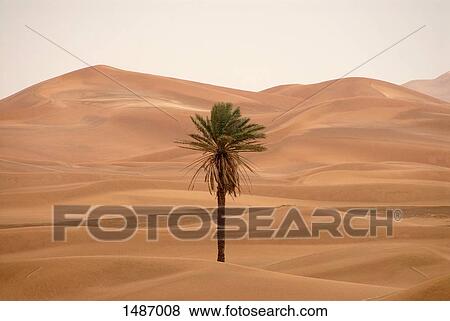 Palm tree in the desert of Erg Chebbi, Morocco View Large Photo Image Stock Photo - Palm tree in the desert of Erg Chebbi, Morocco. Fotosearch