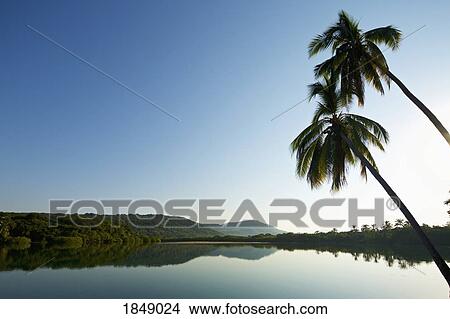 Palm trees over tranquil, idyllic sunny lake, Platinitos, Nayarit, Mexico View Large Photo Image Picture - Palm trees over tranquil, idyllic sunny lake, Platinitos, Nayarit, Mexico. Fotosearch