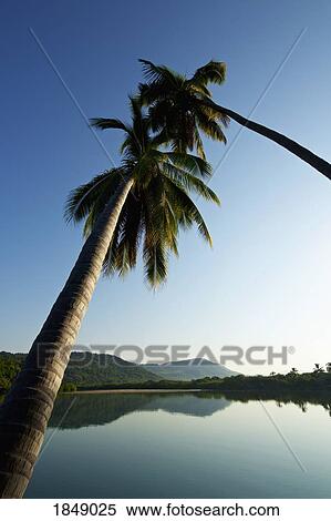 Stock Photography - Palm trees over tranquil, idyllic sunny lake, Platinitos, Nayarit, Mexico. Fotosearch