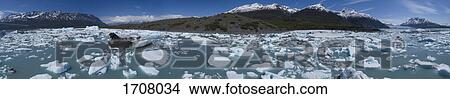 Panoramic view of icebergs in lagoon on sunny day, Lake George, Palmer, Alaska, USA View Large Photo Image Picture - Panoramic view of icebergs in lagoon on sunny day, Lake George, Palmer, Alaska, USA. Fotosearch