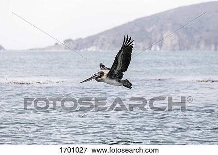 Pelican flying over sea View Large Photo Image Stock Photo - Pelican flying over sea. Fotosearch