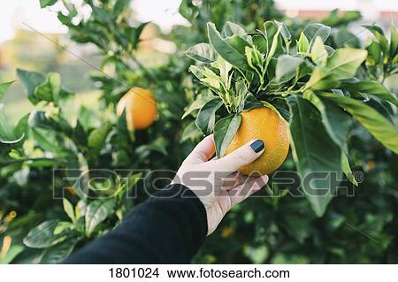 Personal perspective woman picking fresh orange from tree View Large Photo Image Picture - Personal perspective woman picking fresh orange from tree. Fotosearch