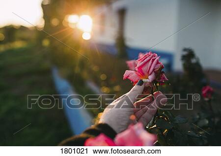 Stock Image - Personal perspective woman picking pink rose in garden. Fotosearch