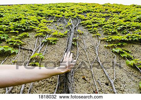 Personal perspective woman touching ivy roots growing up wall View Large Photo Image Stock Image - Personal perspective woman touching ivy roots growing up wall. Fotosearch