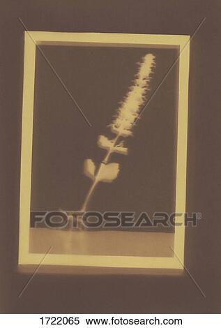 Photogenic drawing of Ajuga plant specimen View Large Photo Image Stock Photography - Photogenic drawing of Ajuga plant specimen. Fotosearch
