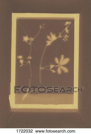 Photogenic drawing of Cinquefoil plant specimen View Large Photo Image Stock Image - Photogenic drawing of Cinquefoil plant specimen. Fotosearch