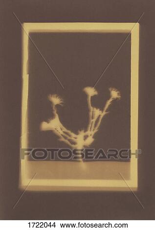 Photogenic drawing of Coltsfoot plant specimen View Large Photo Image Picture - Photogenic drawing of Coltsfoot plant specimen. Fotosearch