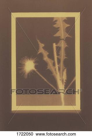 Stock Image - Photogenic drawing of Common Dandelion plant specimen. Fotosearch