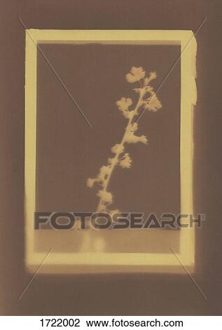 Photogenic drawing of Common Hawthorn plant specimen View Large Photo Image Stock Image - Photogenic drawing of Common Hawthorn plant specimen. Fotosearch