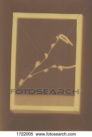 Photogenic drawing of Common Hazel plant specimen View Large Photo Image Stock Photography - Photogenic drawing of Common Hazel plant specimen. Fotosearch