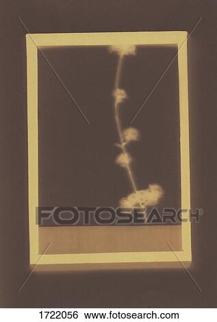 Photogenic drawing of Cornelian cherry plant specimen View Large Photo Image Stock Photograph - Photogenic drawing of Cornelian cherry plant specimen. Fotosearch