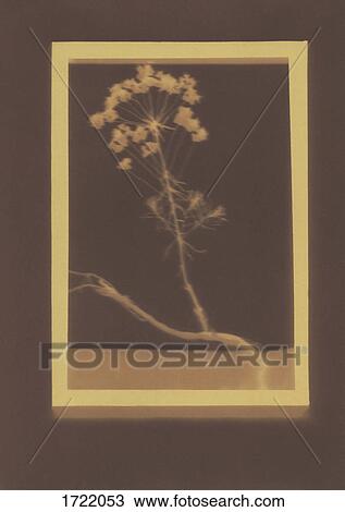 Photogenic drawing of Cypress Spurge plant specimen View Large Photo Image Stock Image - Photogenic drawing of Cypress Spurge plant specimen. Fotosearch
