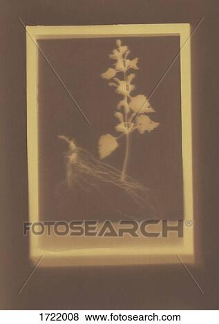 Photogenic drawing of Deadnettle plant specimen View Large Photo Image Stock Photo - Photogenic drawing of Deadnettle plant specimen. Fotosearch