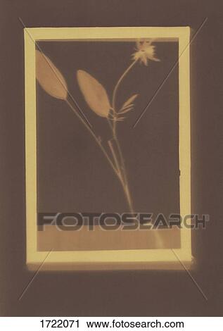 Photogenic drawing of dry plant specimen View Large Photo Image Stock Image - Photogenic drawing of dry plant specimen. Fotosearch