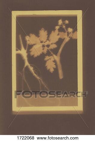 Photogenic drawing of English oak plant specimen View Large Photo Image Stock Photo - Photogenic drawing of English oak plant specimen. Fotosearch