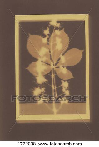 Photogenic drawing of European horse-chestnut plant specimen View Large Photo Image Stock Photo - Photogenic drawing of European horse-chestnut plant specimen. Fotosearch