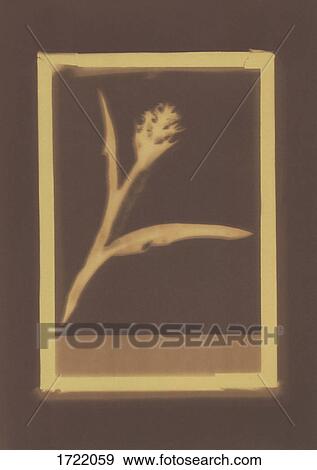 Photogenic drawing of flower specimen View Large Photo Image Stock Photo - Photogenic drawing of flower specimen. Fotosearch