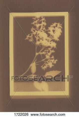 Photogenic drawing of flowering plant specimen View Large Photo Image Stock Photograph - Photogenic drawing of flowering plant specimen. Fotosearch