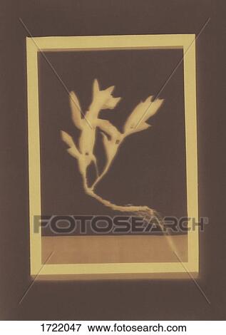 Photogenic drawing of Forget-Me-Not plant specimen View Large Photo Image Stock Photo - Photogenic drawing of Forget-Me-Not plant specimen. Fotosearch
