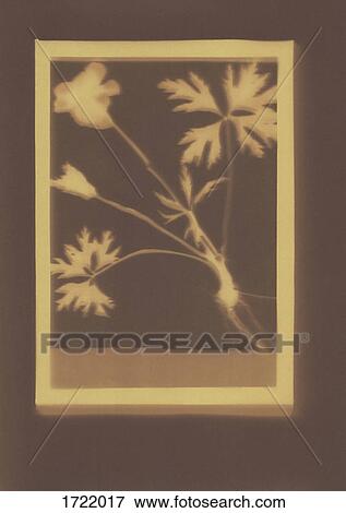 Stock Photo - Photogenic drawing of Geranium plant specimen. Fotosearch