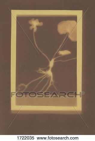 Photogenic drawing of Marsh-Marigold plant specimen View Large Photo Image Stock Photography - Photogenic drawing of Marsh-Marigold plant specimen. Fotosearch