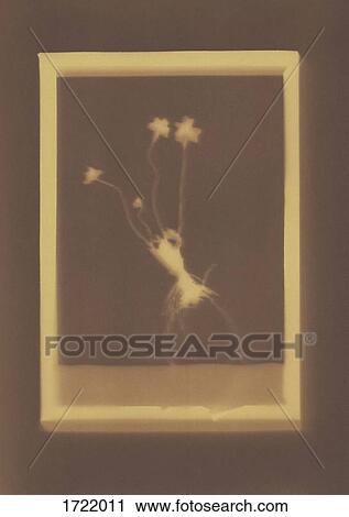 Stock Image - Photogenic drawing of plant specimen. Fotosearch