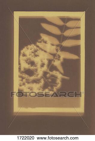 Photogenic drawing of Rowan plant specimen View Large Photo Image Stock Image - Photogenic drawing of Rowan plant specimen. Fotosearch
