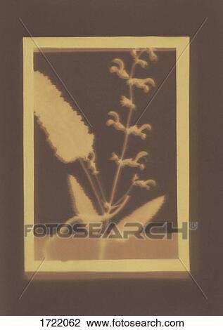 Photogenic drawing of Salvia pratensis plant specimen View Large Photo Image Stock Image - Photogenic drawing of Salvia pratensis plant specimen. Fotosearch