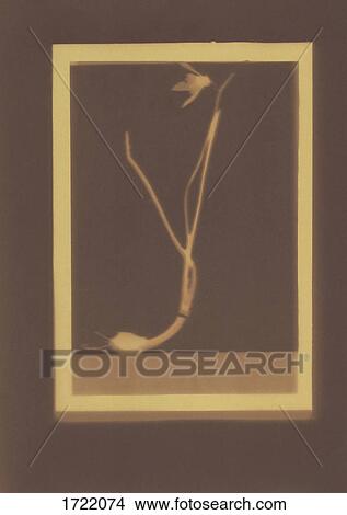 Picture - Photogenic drawing of Snowdrop plant specimen. Fotosearch