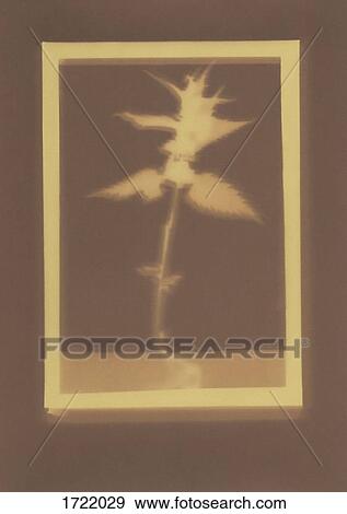 Photogenic drawing of White Deadnettle plant specimen View Large Photo Image Stock Photo - Photogenic drawing of White Deadnettle plant specimen. Fotosearch