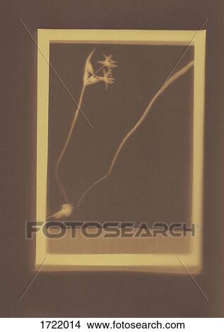 Picture - Photogenic drawing of Wild Tulip plant specimen. Fotosearch