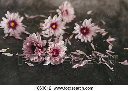 Pink flowers and petals View Large Photo Image Stock Image - Pink flowers and petals. Fotosearch