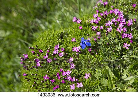 Pink flowers growing at park View Large Photo Image Stock Photograph - Pink flowers growing at park. Fotosearch