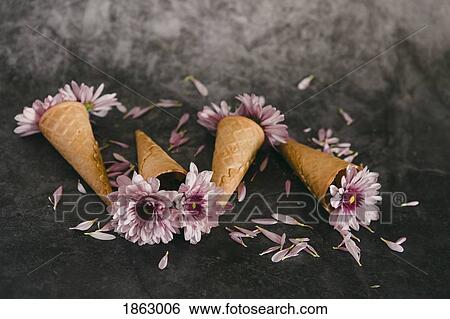Pink flowers in ice cream cones View Large Photo Image Stock Photograph - Pink flowers in ice cream cones. Fotosearch