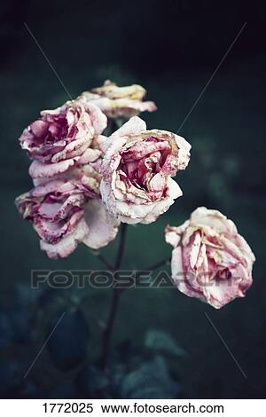 Pink roses decaying in garden View Large Photo Image Stock Photography - Pink roses decaying in garden. Fotosearch