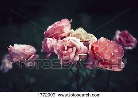 Pink roses in garden View Large Photo Image Stock Photo - Pink roses in garden. Fotosearch
