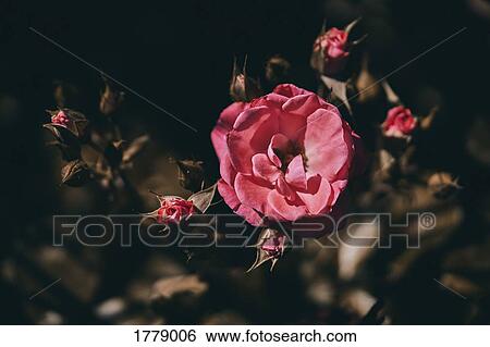 Plant with pink blooming flowers View Large Photo Image Stock Photograph - Plant with pink blooming flowers. Fotosearch
