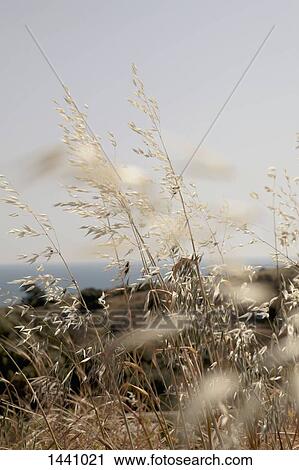 Stock Image - Plants growing on field against sky. Fotosearch