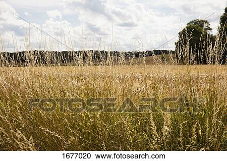 Plants growing on field against sky View Large Photo Image Stock Image - Plants growing on field against sky. Fotosearch
