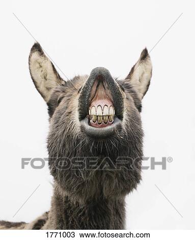 Stock Image - Playful donkey showing teeth. Fotosearch