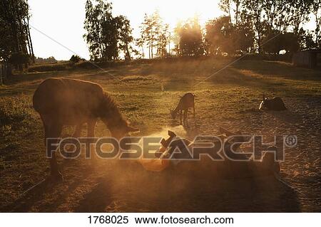 Playful donkeys rolling around in dirt View Large Photo Image Stock Photography - Playful donkeys rolling around in dirt. Fotosearch