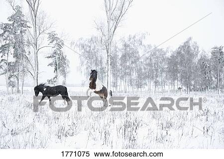 Playful horses in snowy field View Large Photo Image Stock Photography - Playful horses in snowy field. Fotosearch