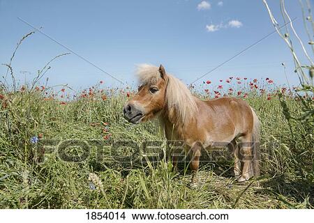 Pony in sunny rural field with poppy wildflowers View Large Photo Image Picture - Pony in sunny rural field with poppy wildflowers. Fotosearch