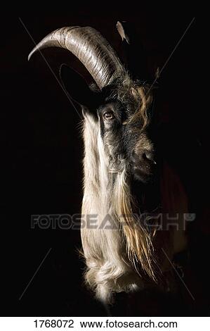 Portrait bearded goat on black background View Large Photo Image Stock Image - Portrait bearded goat on black background. Fotosearch
