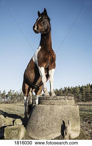 Portrait brown and white horse standing on well covering on sunny farm View Large Photo Image Stock Image - Portrait brown and white horse standing on well covering on sunny farm. Fotosearch