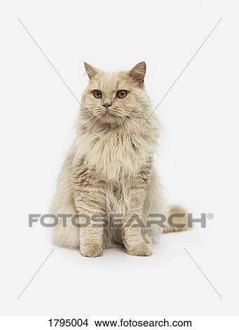 Portrait cat on white background View Large Photo Image Picture - Portrait cat on white background. Fotosearch