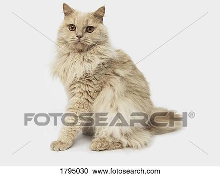 Portrait cat on white background View Large Photo Image Stock Image - Portrait cat on white background. Fotosearch